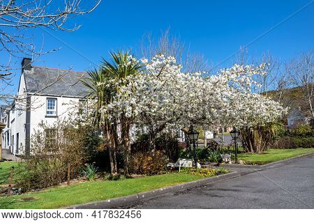 Cabbage Tree, Cordyline Australis, Growing Next To Cherry Tree In Donegal - Ireland
