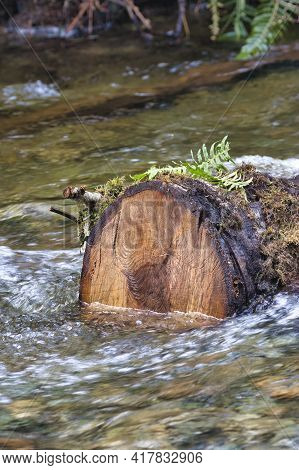 Old Pine Log Laying In A Shallow Creekbed