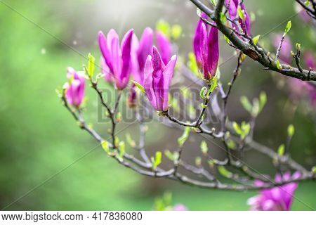 Blooming Branch Of Purple Magnolia On A Background Of Young Green Foliage. Spring Season Concept.