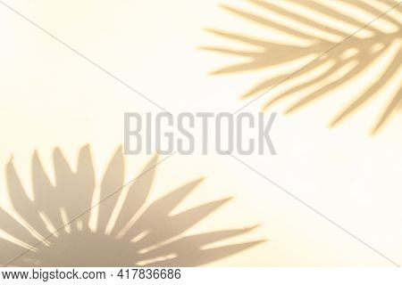 Shadows Nature Summer Background. Plant Leaf Shadow On White Wall In Abstract Tropical Sunlight Text