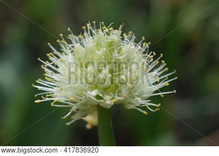 Allium Polyanthum Onions Inflorescence Having Seeds. Selective Focus On Blooming Onion Flower With N