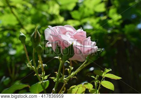 Pink Rose Flower With Buds On Sun On Green Background. Rosarium, Pink Rose Garden. Blooming Pink Ros