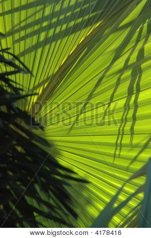 Palm