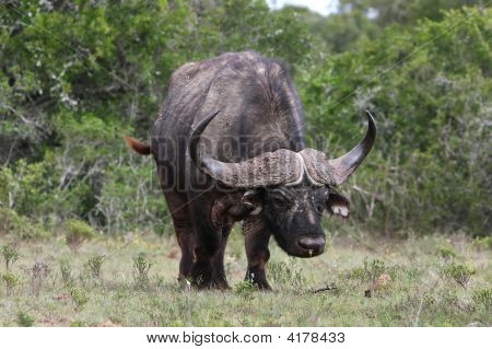 Cape Buffalo