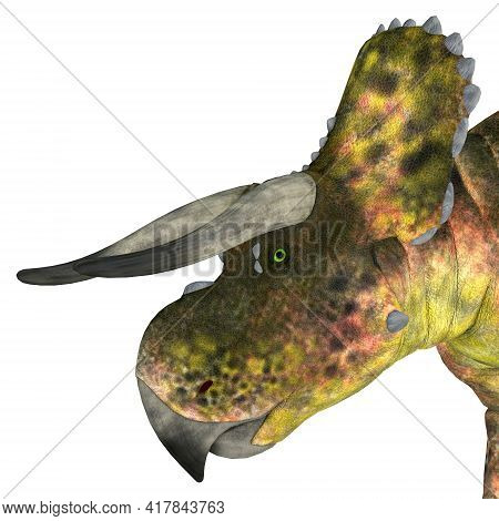 Nasutoceratops Dinosaur Head 3d Illustration - Nasutoceratops Was A Herbivorous Ceratopsid Dinosaur 