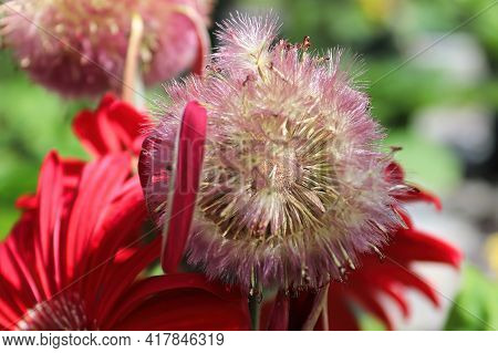 Closeup Of The Seed Tuffs On Gerbera After Blooming.
