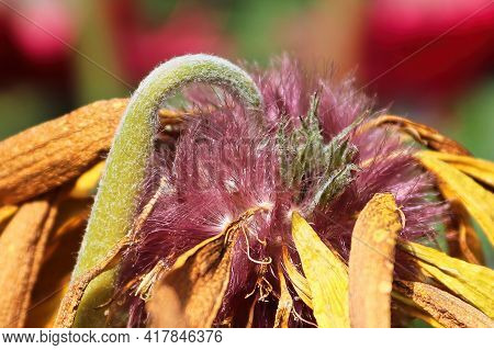 Closeup Of The Seed Tuffs On Gerbera After Blooming