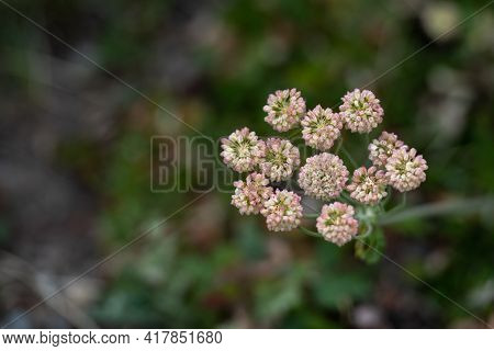 Bunch Of Alsike Clover Blooms In Yellowstone With Copy Space
