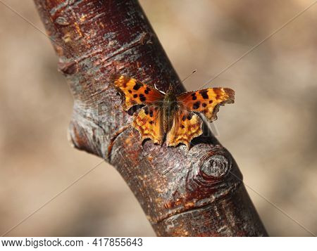 Satyr Comma (polygonia Satyrus) Orange Butterfly In Beartooth Mountains, Montana