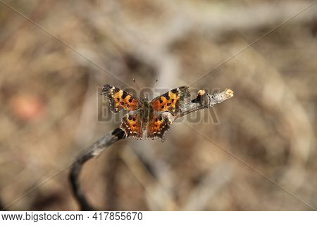 Green Comma (polygonia Faunus) Orange Butterfly In Beartooth Mountains, Montana