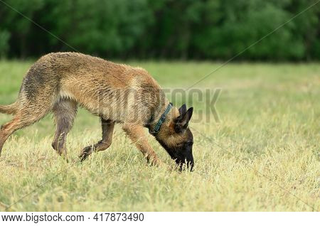 Malinois Dog Is Following A Trail In Outdoors.