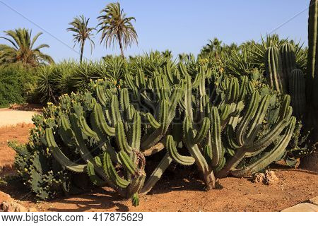 Ses Salines, Majorca / Spain - August 22, 2016: Cactus Garden At Island Majorca, Botanicactus Garden