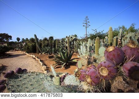Ses Salines, Majorca / Spain - August 22, 2016: Cactus Garden At Island Majorca, Botanicactus Garden