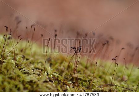 Naturaleza Moss