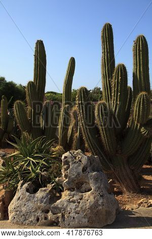 Ses Salines, Majorca / Spain - August 22, 2016: Cactus Garden At Island Majorca, Botanicactus Garden