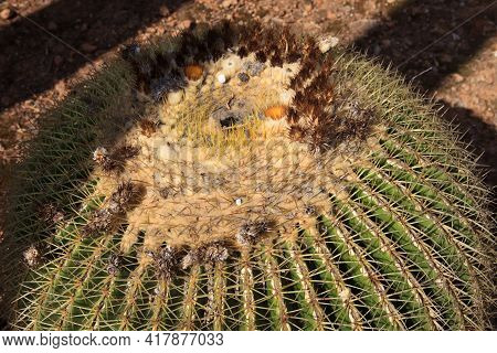 Ses Salines, Majorca / Spain - August 22, 2016: Cactus Garden At Island Majorca, Botanicactus Garden