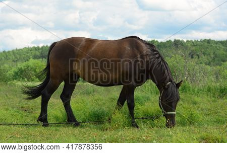 Hungry Horse Is Eating The Grass In A Field, Profile View.