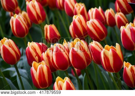 Beuatiful Hot Honey Rag Tulip Glowing Orange-reddish Flowers With Canary-yellow Margins Petals ,colo