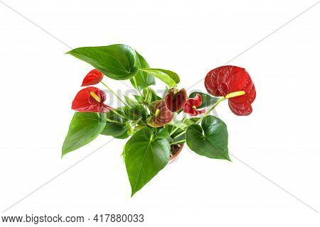 Beautiful Brightness Red Anthurium Andraeanum , Red Spathe And Heart Shape Green Leaf, Flamingo Flow