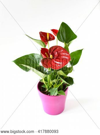 Beautiful Brightness Red Anthurium Andraeanum , Red Spathe And Heart Shape Green Leaf, Flamingo Flow