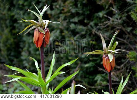 Large Perennials With Red Bells Flowers Along With A Yellow Narcissus Flower In A Bark Mulched Flowe