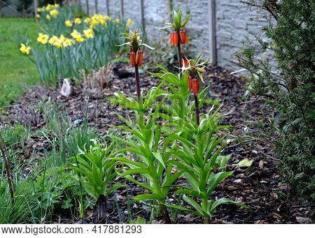 Large Perennials With Red Bells Flowers Along With A Yellow Narcissus Flower In A Bark Mulched Flowe