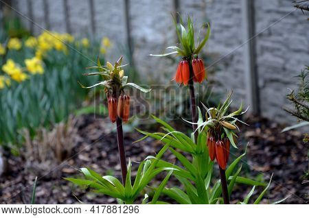Large Perennials With Red Bells Flowers Along With A Yellow Narcissus Flower In A Bark Mulched Flowe