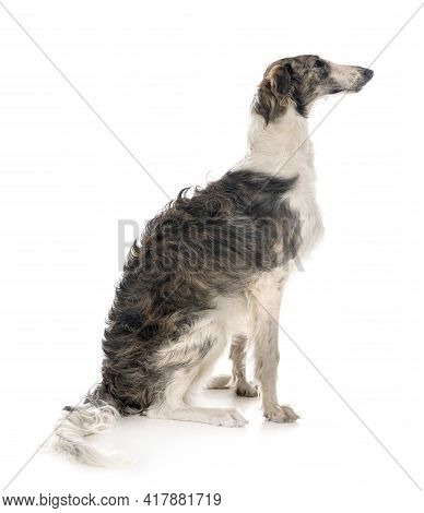 Young Borzoi In Front Of White Background