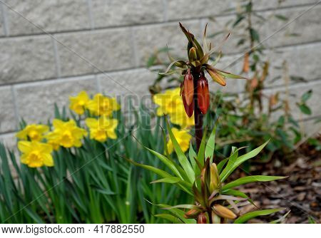 Large Perennials With Red Bells Flowers Along With A Yellow Narcissus Flower In A Bark Mulched Flowe