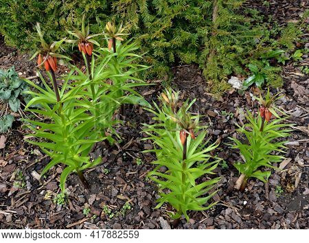 Large Perennials With Red Bells Flowers Along With A Yellow Narcissus Flower In A Bark Mulched Flowe