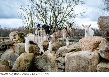 Herd Of Goats In The Grassland. Goats Eating Grass And Climbing Rocks On A Pasture In Farm. Goat Kid