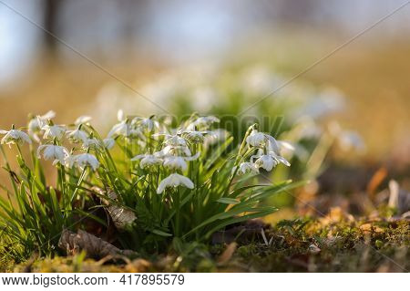 Blooming White Plant Pulmonaria Saccharata , Macro, Closeup