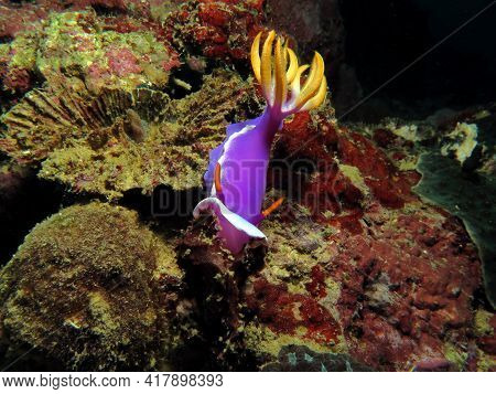 A Hypselodoris Apolegma Nudibranch Boracay Island Philippines