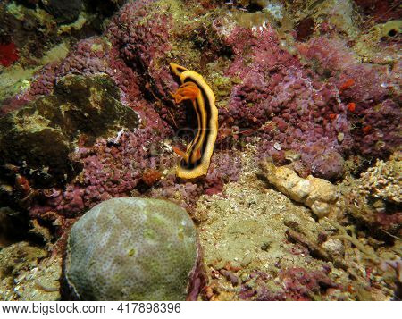 A Chromodoris Joshi Nudibranch Crawling Boracay Island Philippines