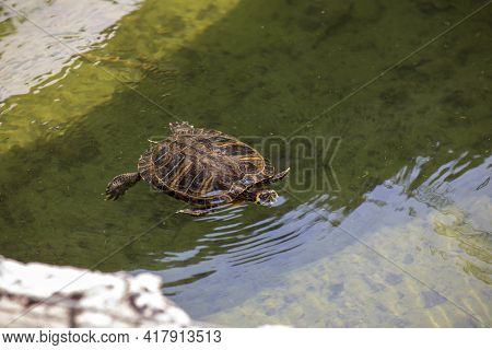 Melide / Switzerland - June 21, 2020: A Turtle At Swissminiatur, Open-air Miniature Park Placed In M
