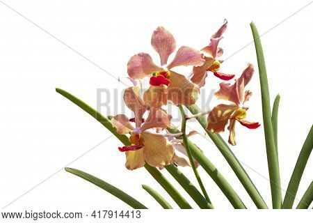Orange Mokara Orchid Flower Bloom On Tree With Sunlight In The Garden Isolated On White Background I