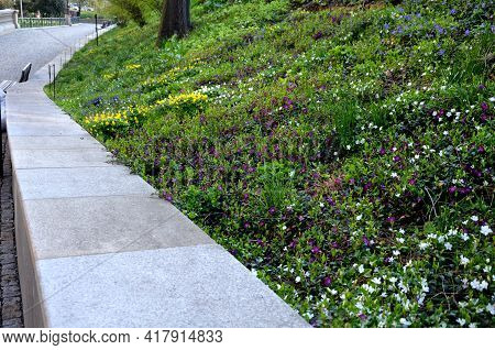 Bench At A Retaining Wall In A Park Of Black Bushes Early Spring Perennials On A High Flowerbed Path