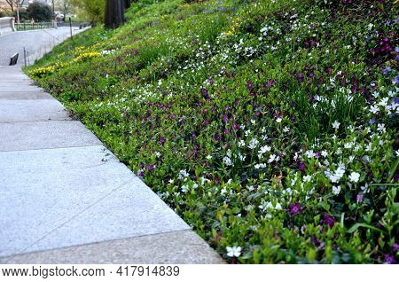 Bench At A Retaining Wall In A Park Of Black Bushes Early Spring Perennials On A High Flowerbed Path