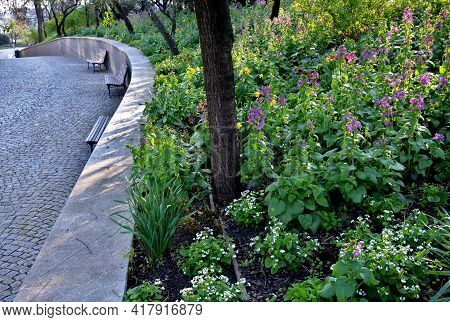 Blooms An Ornamental Plant Grown In Gardens For Its Purple Fragrant Flowers And Round Decorative Fru