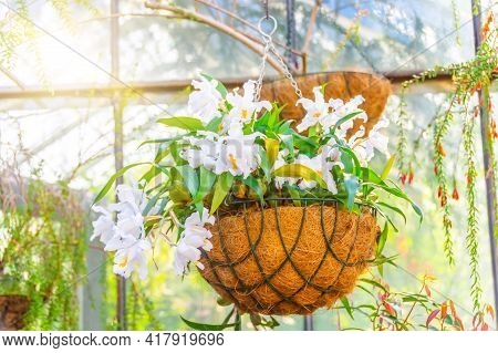 White Coelogyne Orchid In A Hanging Coconut Pot, In The Greenhouse Of A Subtropical Garden