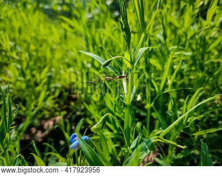 The Insect Family Coenagrionidae Is Placed In The Order Odonata And The Suborder Zygoptera. The Zygo