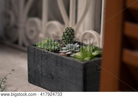 Ccactus In Pots Closeup With Nature Light On The Window. Oustide.