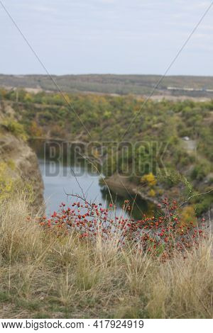Krasny Sulin, Rostov Region, Russia, 09.28.2019. Rosehip Bushes On The Background Of Krasnosulinsky 
