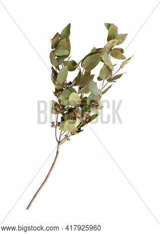 Eucalyptus (eucalyptus Globulus, Commonly Known AsÂ southern Blue Gum) Branch With Fruits Isolated O