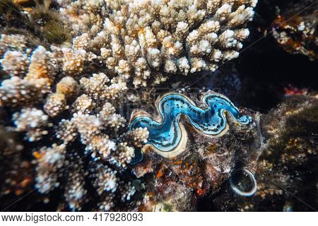Fluted giant clam in the tropical coral reef