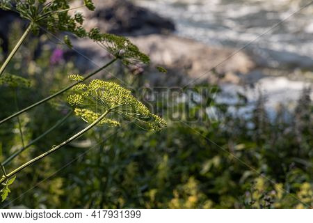 Group Of Green Hogweed Or Common Hogweed Or Cow Parsnip Heads Is On A Beautiful Blurred Green Backgr