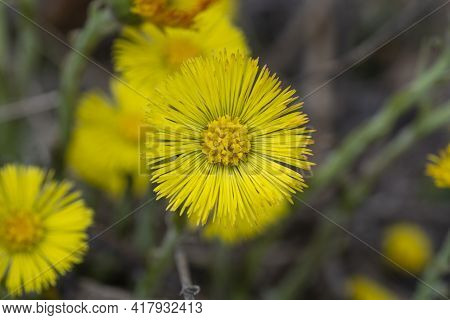 Single Yellow Coltsfoot (tussilago Farfara) In The Early Spring. Coltsfoot Flower Close Up. Macro. S