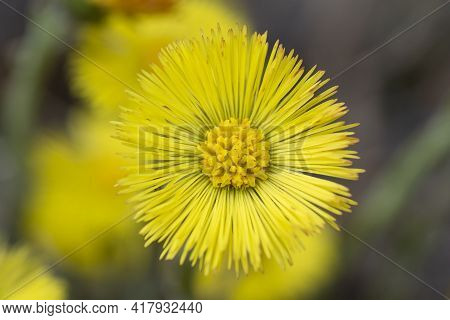Single Yellow Coltsfoot (tussilago Farfara) In The Early Spring. Coltsfoot Flower Close Up. Macro. S