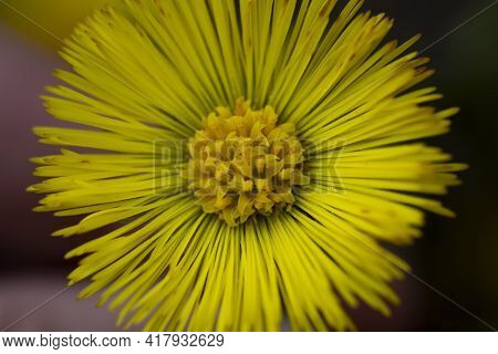Single Yellow Coltsfoot (tussilago Farfara) In The Early Spring. Coltsfoot Flower Close Up. Macro. S