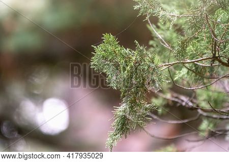 Leaves And Cones Of A Juniper Tree Evergreen. Juniperus Excelsa, Commonly Called The Greek Juniper